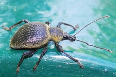 Otiorhynchus pseudonothus