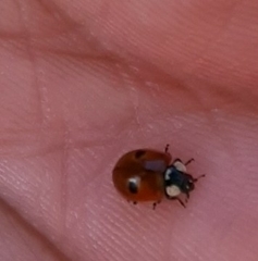 Adalia bipunctata