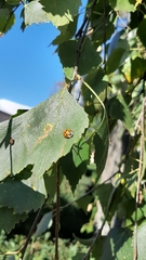 Harmonia axyridis