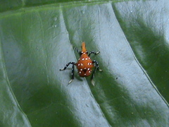 Kalidasa lanata