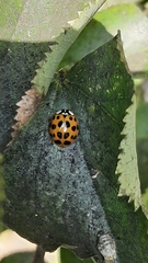 Harmonia axyridis
