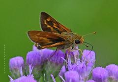 Hesperia meskei straton