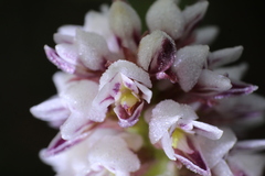 Prasophyllum gibbosum