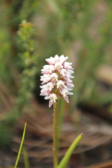 Prasophyllum gibbosum