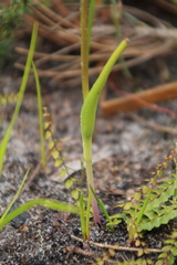 Prasophyllum gibbosum