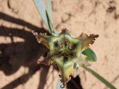 Ferraria divaricata