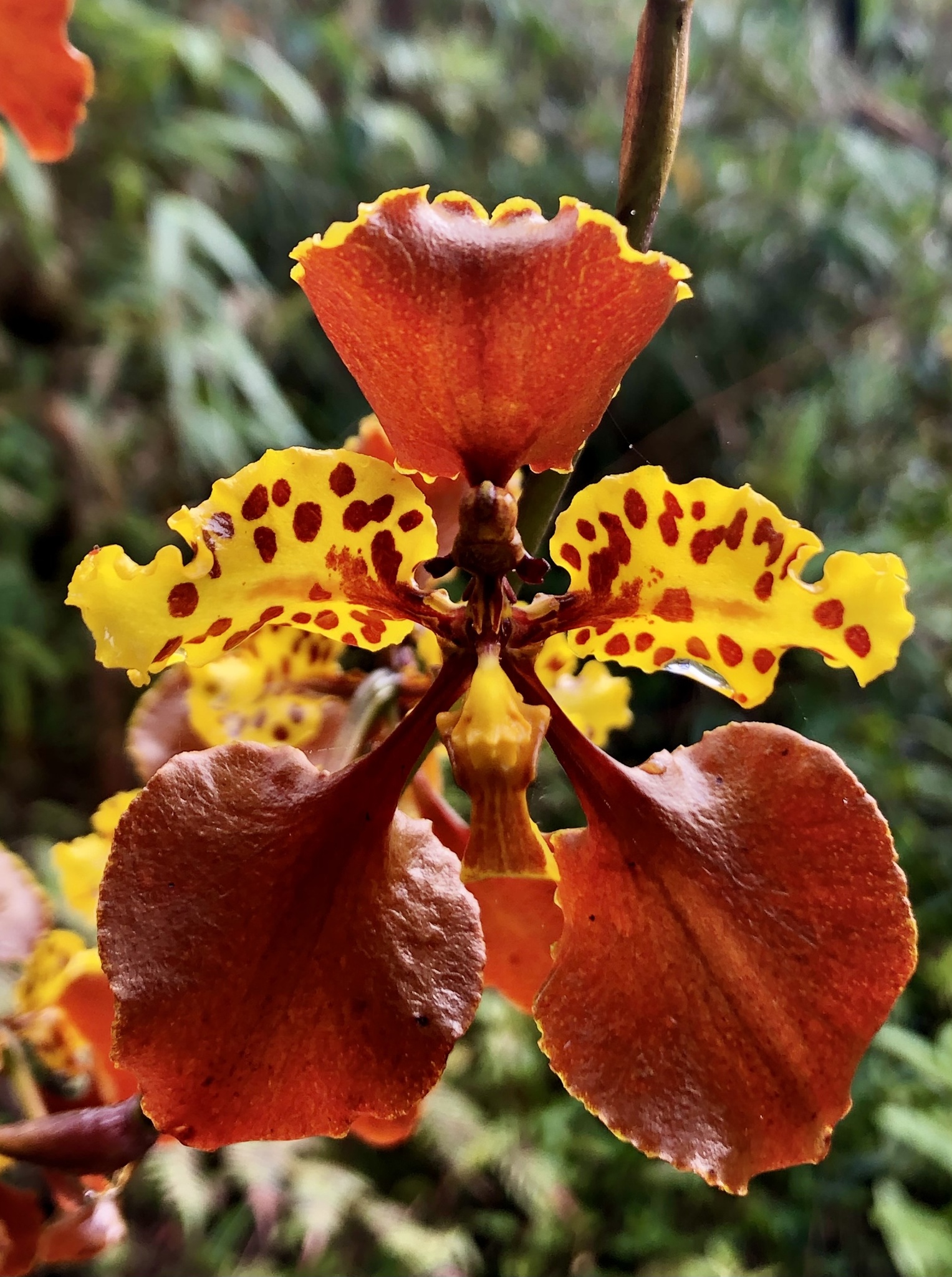 Cyrtochilum tetracopis (Rchb.f.) Dalström