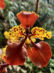 Cyrtochilum tetracopis