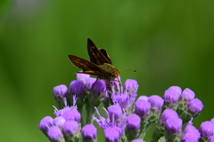 Hesperia meskei straton