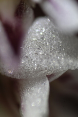 Prasophyllum gibbosum