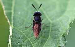 Hoplitimyia subalba