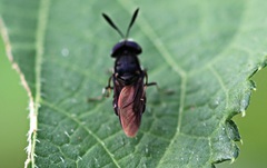 Hoplitimyia subalba