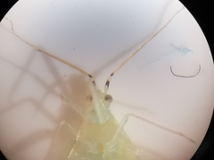 Malacocoris chlorizans