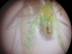 Malacocoris chlorizans