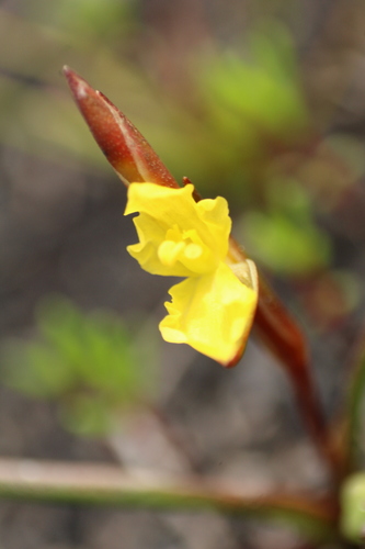 Philydrella pygmaea (Philydrella pygmaea)