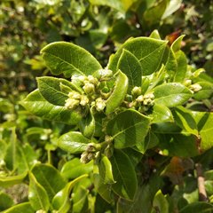 Rhus standleyi