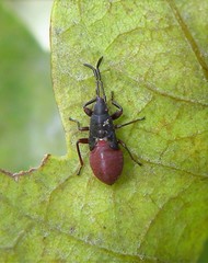 Oxycarenus