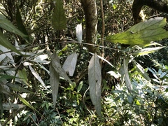 Callicarpa hypoleucophylla