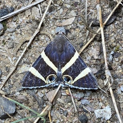 Grammodes ocellata