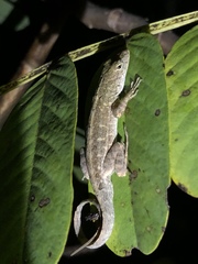 Anolis sagrei