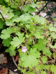 Geranium rotundifolium