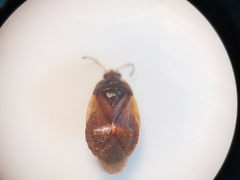 Brachysteles parvicornis