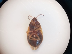 Brachysteles parvicornis