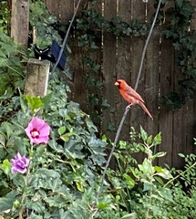 Cardinalis cardinalis