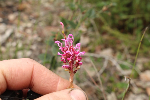 Image of Grevillea quercifolia by (c) Em Lamond, some rights reserved (CC BY)