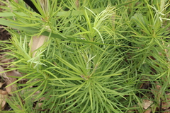 Podocarpus drouynianus