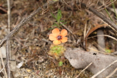 Drosera platystigma