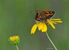Hesperia meskei straton