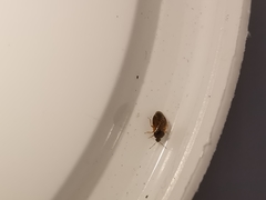 Brachysteles parvicornis