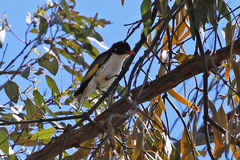 Grantiella picta