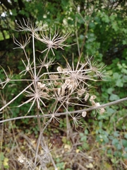 Heracleum sphondylium