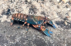 Euastacus