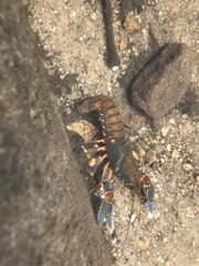 Euastacus