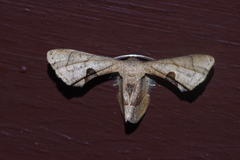 Phazaca kosemponicola