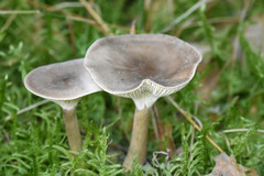 Fungi