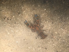 Euastacus