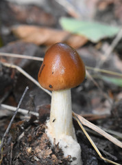 Fungi