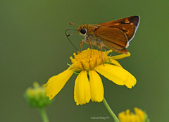 Hesperia meskei straton
