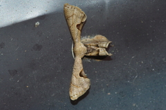 Phazaca kosemponicola