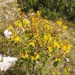 Galphimia glauca