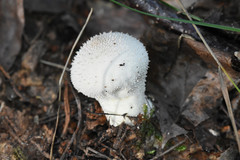 Fungi