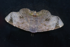 Mecodina albodentata