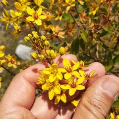 Galphimia glauca