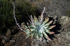 Dudleya anthonyi