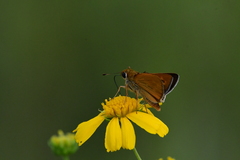 Hesperia meskei straton