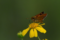 Hesperia meskei straton